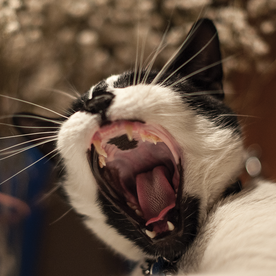 birthmark on the roof of my cat's mouth