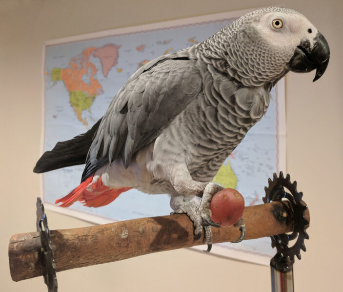 Skunk's parrot - Nemobird